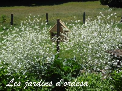 Crambe cordifolia